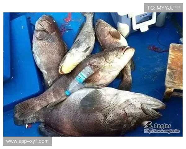 博鱼登录后常见操作指南，轻松掌握平台使用技巧