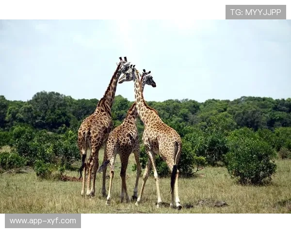 肯尼亚幸运赢：最新的博彩优惠活动和促销信息全攻略